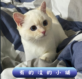 LuLu 店長